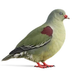 African Green Pigeon, a uncommon bird in Roost