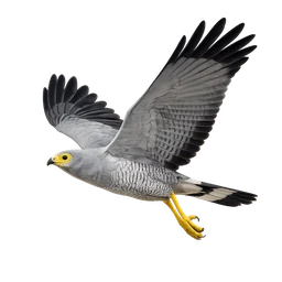 African Harrier-Hawk, in flight
