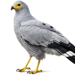 African Harrier-Hawk, profile