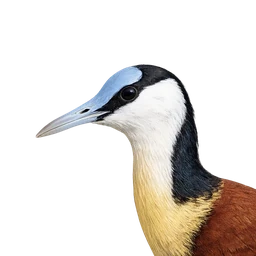 African Jacana, profile