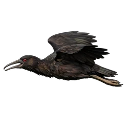 African Openbill, in flight