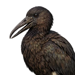 African Openbill, profile