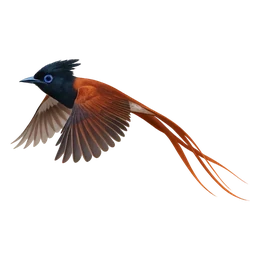African Paradise Flycatcher, in flight