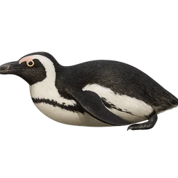 African Penguin, in flight
