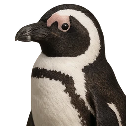 African Penguin, profile