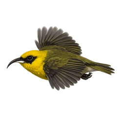 ʻAkiapōlāʻau, in flight