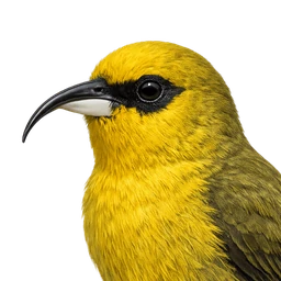ʻAkiapōlāʻau, profile