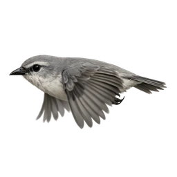 ʻAkikiki, in flight