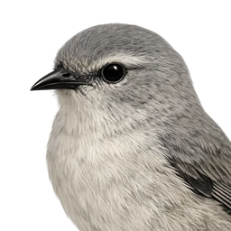 ʻAkikiki, profile