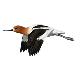 American Avocet, in flight