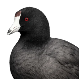 American Coot, profile