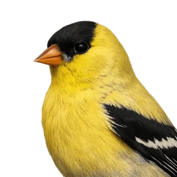 American Goldfinch, profile
