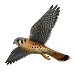 American Kestrel, in flight