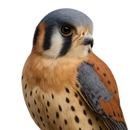 American Kestrel, profile