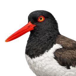 American Oystercatcher, profile