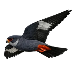 Amur Falcon, in flight