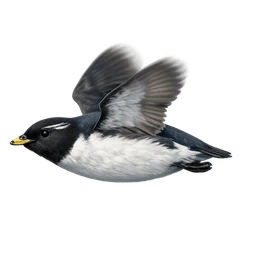 Ancient Murrelet, in flight