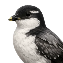 Ancient Murrelet, profile