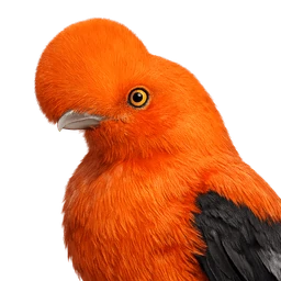 Andean Cock-of-the-rock, profile