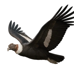 Andean Condor, in flight