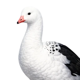 Andean Goose, profile