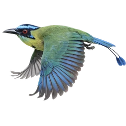 Andean Motmot, in flight