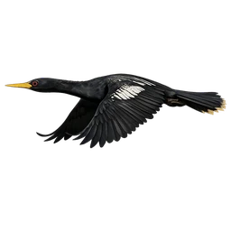 Anhinga, in flight
