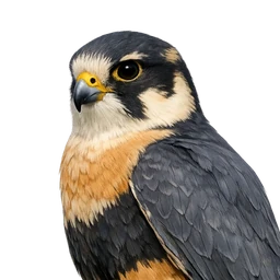 Aplomado Falcon, profile
