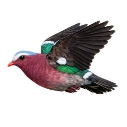 Asian Emerald Dove, in flight