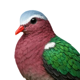Asian Emerald Dove, profile