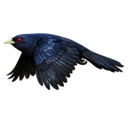 Asian Koel, in flight