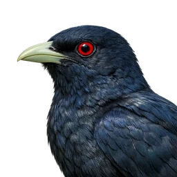Asian Koel, profile