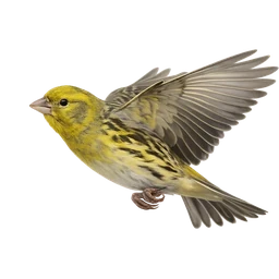 Atlantic Canary, in flight