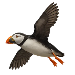 Atlantic Puffin, in flight