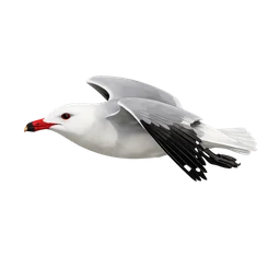 Audouin's Gull, in flight