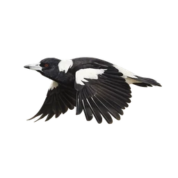Australian Magpie, in flight