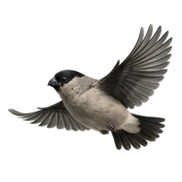 Azores Bullfinch, in flight