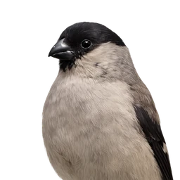 Azores Bullfinch, profile