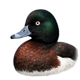 Baer's Pochard, profile