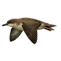 Balearic Shearwater, in flight