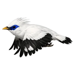 Bali Myna, in flight