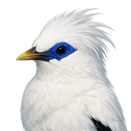 Bali Myna, profile