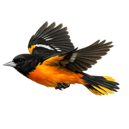 Baltimore Oriole, in flight