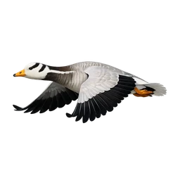Bar-headed Goose, in flight
