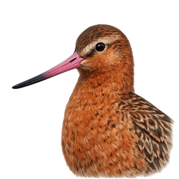 Bar-tailed Godwit, profile