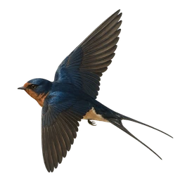 Barn Swallow, in flight