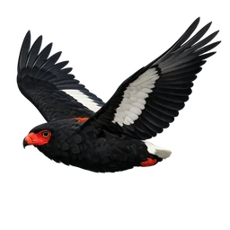 Bateleur, in flight