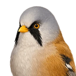 Bearded Reedling, profile