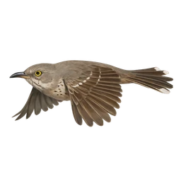 Bendire's Thrasher, in flight