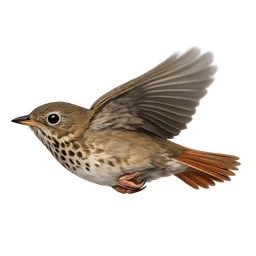 Bicknell's Thrush, in flight
